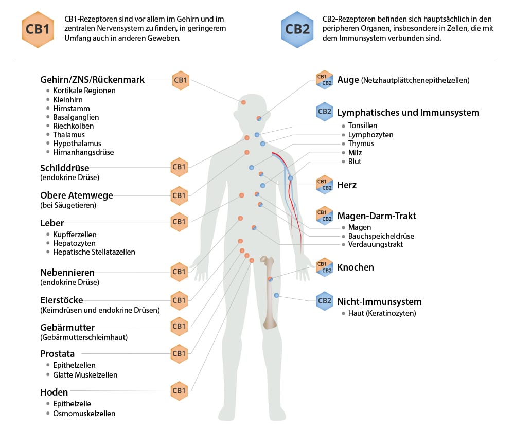 “Endocannabinoidsystem mit CB1- und CB2 Rezeptoren“