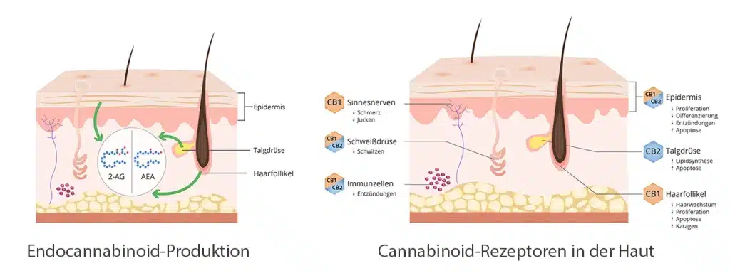 : Endocannabinoid-Produktion und Cannabinoid-Rezeptoren in der Haut